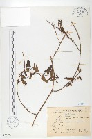 藏品(菜欒藤)的圖片