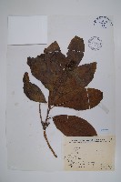 藏品(恆春厚殼樹)的圖片