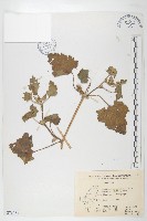 藏品(蒼耳)的圖片