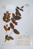 藏品(阿里山忍冬、漸尖葉忍冬)的圖片