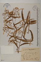 藏品(臺灣馬蘭)的圖片