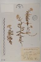 藏品(玉山抱莖籟簫)的圖片