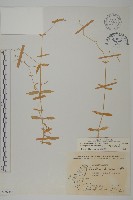 藏品(高山無心菜)的圖片