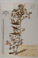 藏品(臺灣馬蘭)的圖片