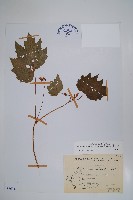 藏品(裂葉秋海棠)的圖片