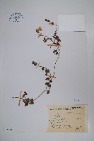 藏品(玉山山奶草)的圖片