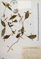 藏品(臺灣鱗球花)的圖片