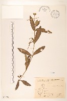 藏品(蟛蜞菊)的圖片