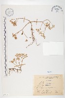 藏品(石板菜)的圖片