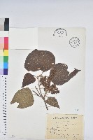 藏品(野桐)的圖片