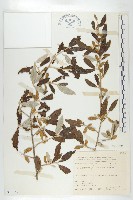 藏品(臺灣胡頹子)的圖片