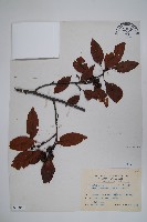 藏品(臺灣赤楊、臺灣榿木)的圖片