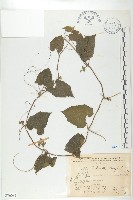 藏品(芋葉括樓)的圖片