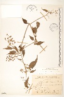 藏品(蔓黃菀)的圖片