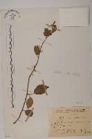 藏品(光果南蛇藤)的圖片