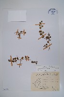 藏品(普刺特草)的圖片