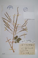 藏品(白花菜)的圖片