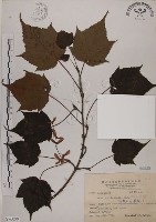 藏品(臺灣紅榨槭)的圖片