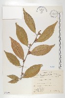 藏品(玉山胡頹子)的圖片