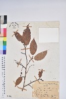 藏品(南燭)的圖片