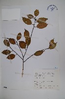 藏品(臺灣糊樗)的圖片