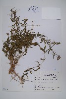 藏品(柳葉鱗球花)的圖片