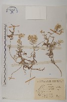 藏品(玉山抱莖籟簫)的圖片