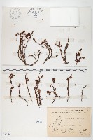 藏品(玉山佛甲草)的圖片