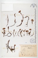 藏品(玉山佛甲草)的圖片