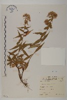 藏品(臺灣馬蘭)的圖片