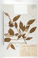 藏品(藤胡頹子)的圖片