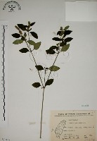 藏品(爵床)的圖片