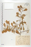 藏品(宜梧)的圖片