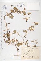 藏品(紅花野牽牛)的圖片