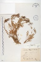 藏品(臺灣山芥菜)的圖片