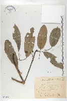 藏品(薄葉虎皮楠)的圖片