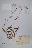 藏品(玉山沙參)的圖片