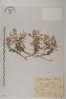 藏品(玉山抱莖籟簫)的圖片