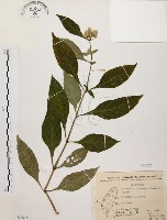 藏品(臺灣鱗球花)的圖片