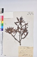 藏品(玉山杜鵑)的圖片