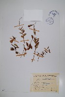 藏品(高山沙參)的圖片