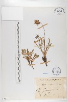 藏品(玉山山蘿蔔)的圖片