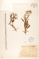 藏品(一枝黃花)的圖片