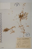 藏品(玉山卷耳)的圖片