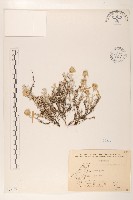 藏品(玉山薄雪草)的圖片