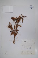 藏品(太魯閣小檗)的圖片