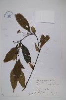 藏品(腺萼馬藍)的圖片