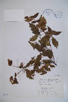 藏品(呂宋莢迷)的圖片