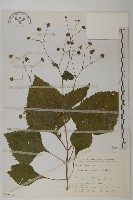 藏品(下田菊)的圖片