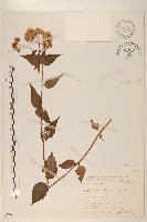 藏品(田代氏澤蘭)的圖片